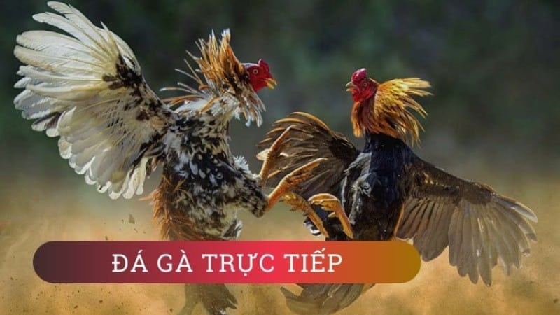 Đá gà trực tiếp tại Dabet