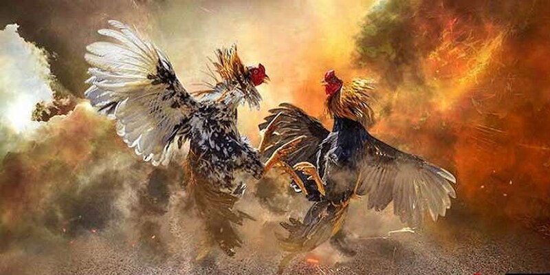 Giới thiệu khái quát thông tin về sảnh Đá gà Dabet